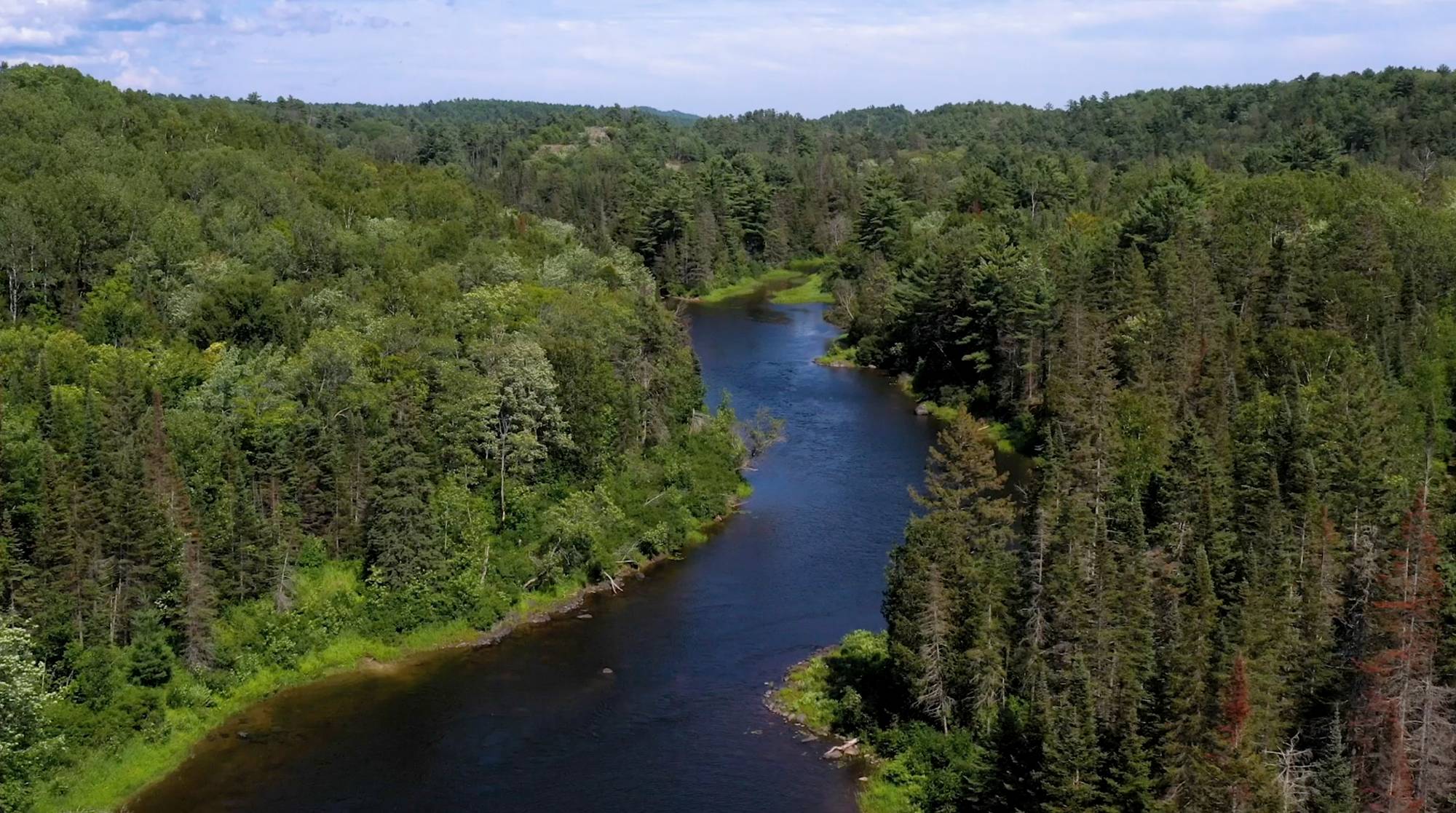 A river surrounded by a vast forest